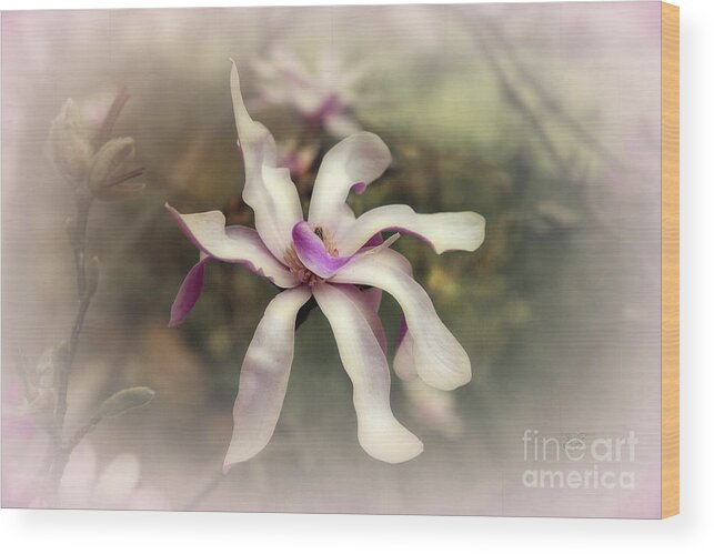 Magnolia Wood Print featuring the photograph Just Shy of Centre by Elaine Teague