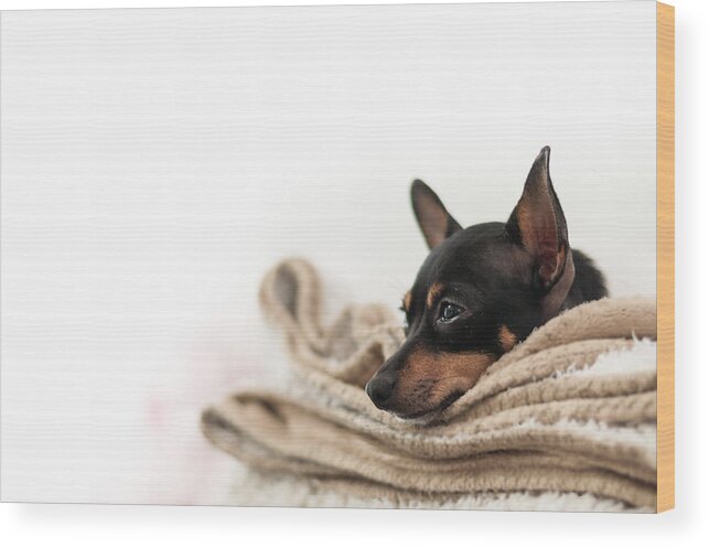 White Background Wood Print featuring the photograph Just Tired by photography by Jani Pesonen