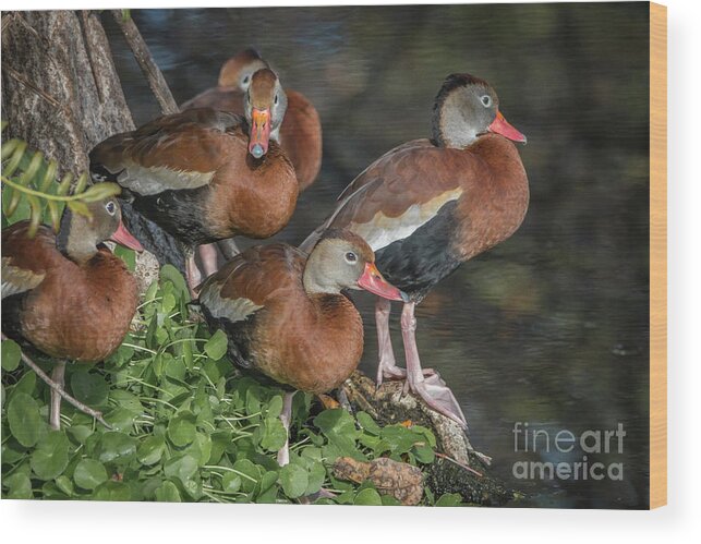 Duck Wood Print featuring the photograph Juvenile Whistling Ducks by Tom Claud