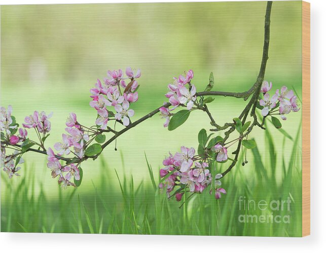 Malus Micromalus Wood Print featuring the photograph Kaido Crab Apple Blossom in Spring by Tim Gainey