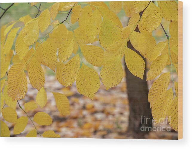 Cladrastis Kentukea Wood Print featuring the photograph Kentucky Yellowwood Foliage in the Fall by Tim Gainey