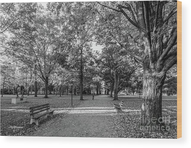 Kenyon College Wood Print featuring the photograph Kenyon College Middle Path by University Icons