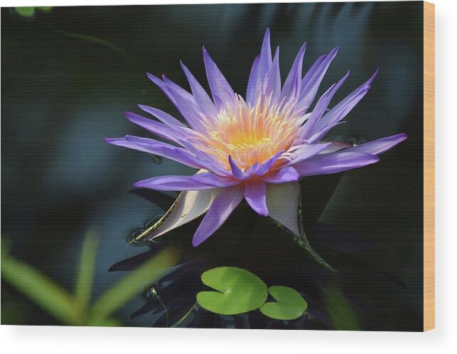 Water Lily Wood Print featuring the photograph Kew Water Lily Too by Terry M Olson