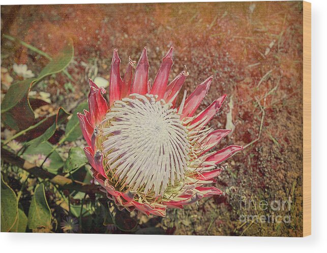 Floral Wood Print featuring the photograph King Protea #2 by Elaine Teague