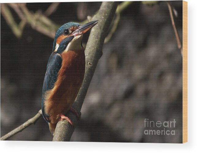Nature Wood Print featuring the photograph Kingfisher gaze by Stephen Melia