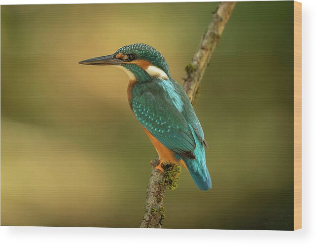 Kingfisher Wood Print featuring the photograph Kingfisher by Piotr Skrzypiec