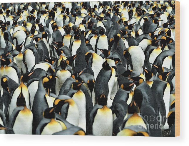 Penguins Wood Print featuring the photograph Kings of the Falklands by Darcy Dietrich