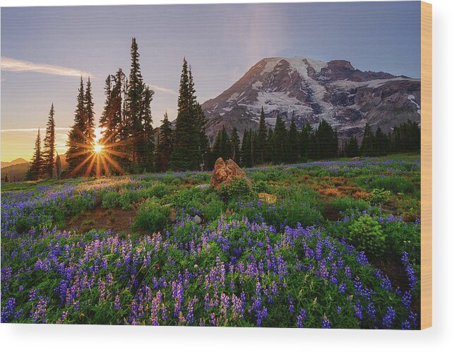 Mount Rainier National Park Wood Print featuring the photograph Kissed By the Paradise Sun by Dan Mihai