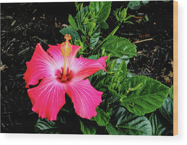 Flower Wood Print featuring the digital art La cayena by Daniel Cornell
