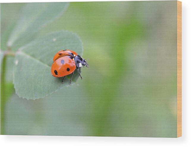 Lady Bug Wood Print featuring the photograph Lady Bug 2 by Amy Fose