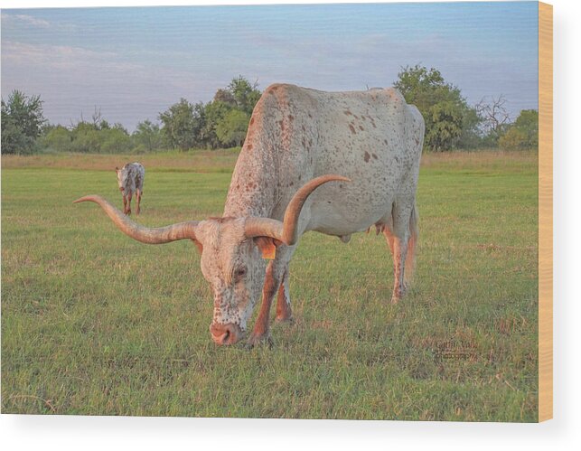 Texas Longhorn Cow Picture Wood Print featuring the photograph Lady Godiva longhorn cow with calf in background by Cathy Valle