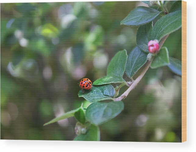 Ladybug Wood Print featuring the photograph Ladybug by MPhotographer