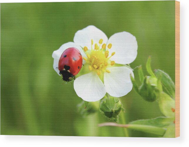 Ladybug Wood Print featuring the photograph Ladybug On White Flower Macro by Mikhail Kokhanchikov