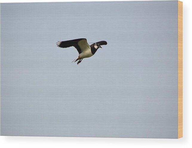 Lapwing Wood Print featuring the photograph Lapwing by Les Classics