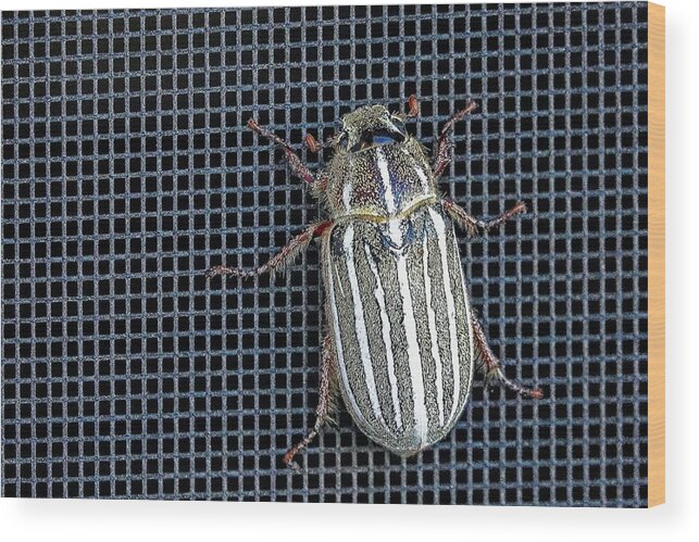 Insect Wood Print featuring the photograph Large Watermealon Beetle by David Desautel