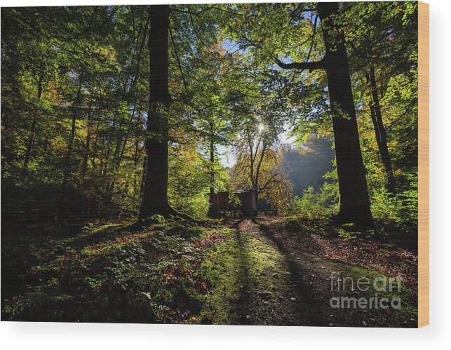 Forest Wood Print featuring the photograph Late October by Eva Lechner