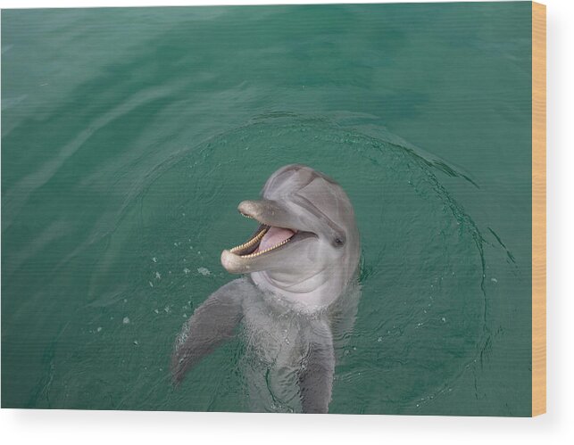 Underwater Wood Print featuring the photograph Laughing Dolphin. by Stephen Frink