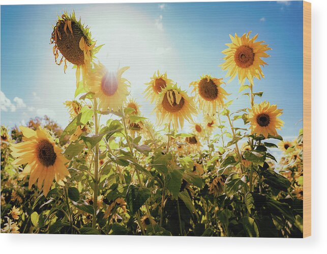 Sunflowers Wood Print featuring the photograph Laughter of Sunflowers by Ada Weyland