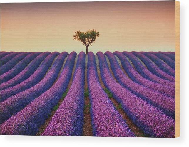 Lavender Wood Print featuring the photograph Lavender Fields and Lonely Tree by Stefano Orazzini
