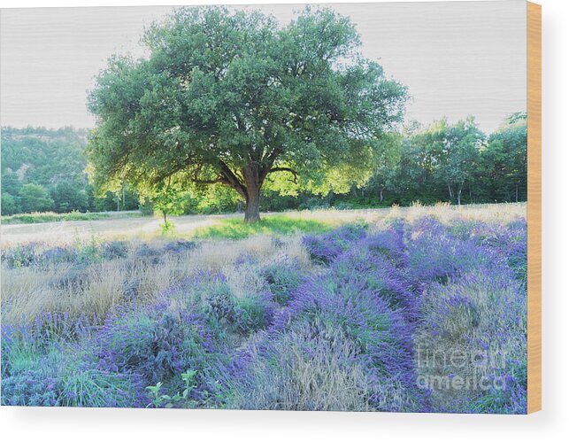 Lavender Wood Print featuring the photograph Lavender field and Sunshine by Anastasy Yarmolovich