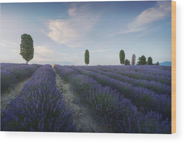 Lavender Wood Print featuring the photograph Lavender fields and trees. Orciano, Tuscany by Stefano Orazzini