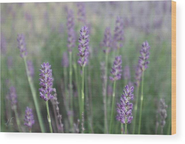 Lavender Wood Print featuring the photograph Lavender Wisdom by D Lee