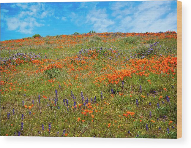 Superbloom Wood Print featuring the photograph Layers of Loveliness - Superbloom 2019 by Lynn Bauer
