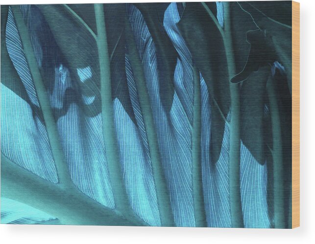 Leaf Wood Print featuring the photograph Leaf Detail 1 - Cyan by Ron Berezuk