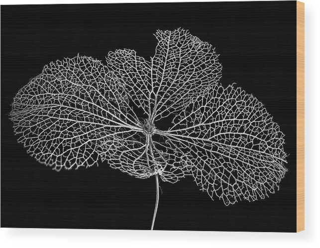 Leaf Wood Print featuring the photograph Leaf Skeleton 1 by Nigel R Bell