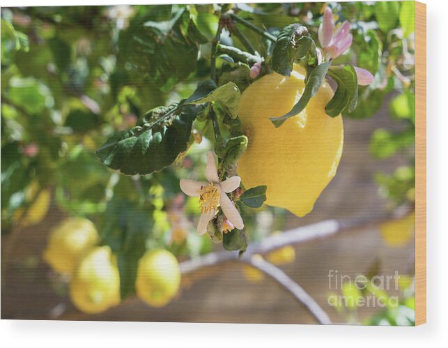 Lemon Tree Wood Print featuring the photograph Lemon blossoms and lovely lemon in the Mediterranean garden by Adriana Mueller
