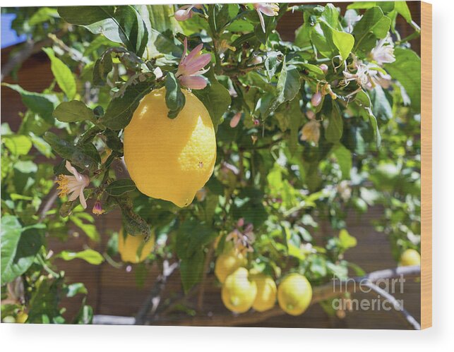 Lemon Tree Wood Print featuring the photograph Blooming lemon tree in the Mediterranean garden by Adriana Mueller