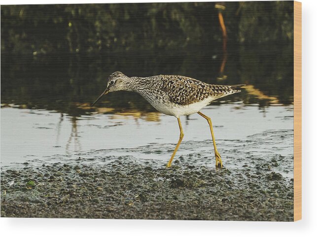 Yellowlegs Wood Print featuring the photograph Hunting on the shore by Greg Croasdill