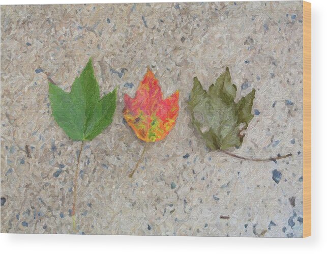Leaf Wood Print featuring the photograph Lifecycle of a Leaf by Carolyn Ann Ryan