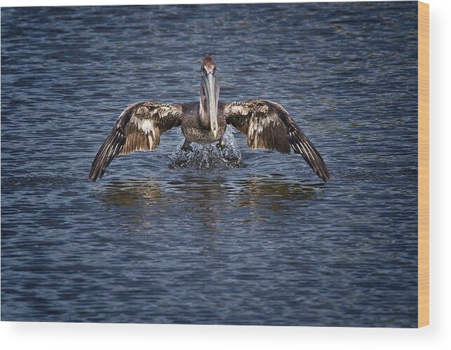 Brown Pelican Wood Print featuring the photograph Liftoff by Ronald Lutz