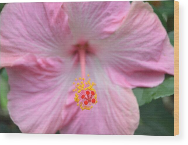 Flower Wood Print featuring the photograph Light Pink Hibiscus 3 by Amy Fose