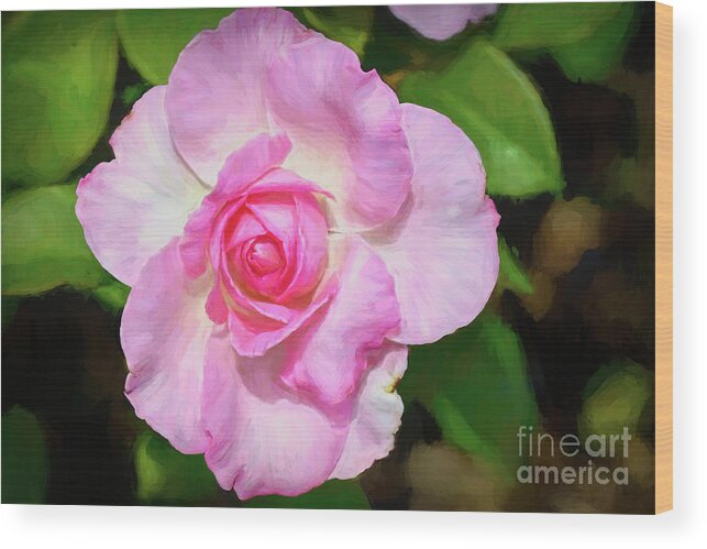 Hybrid Wood Print featuring the photograph Light Pink Rose by Diana Mary Sharpton