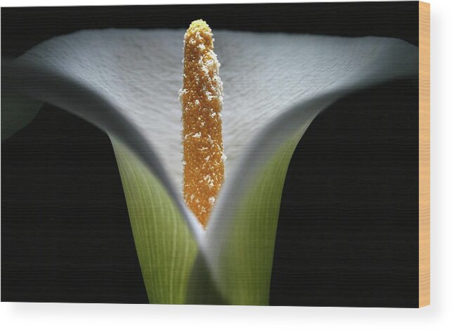 Macro Wood Print featuring the photograph Lily 041607 by Julie Powell