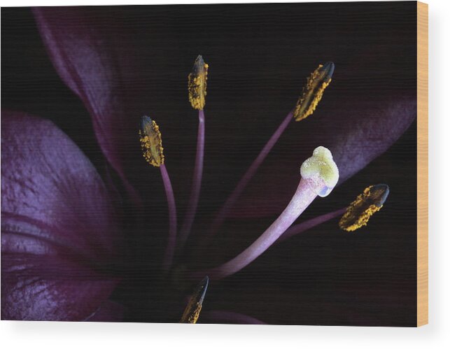 Botanica Wood Print featuring the photograph Lily 3684 by Julie Powell