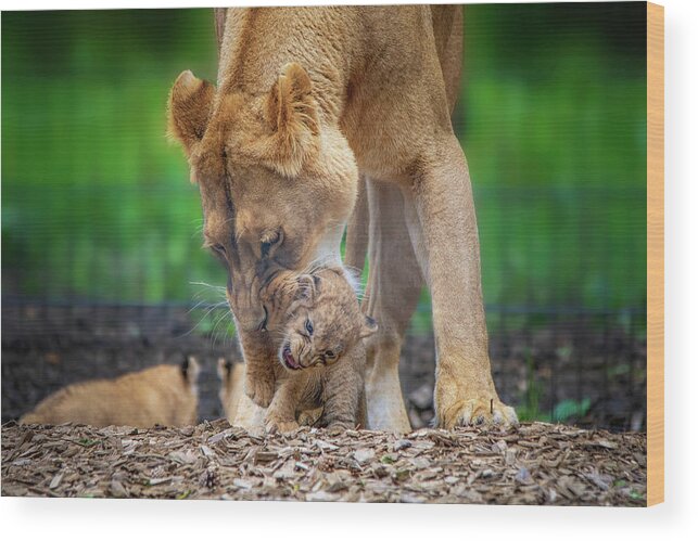 Lion Wood Print featuring the photograph Lily and cub in mouth by Gareth Parkes