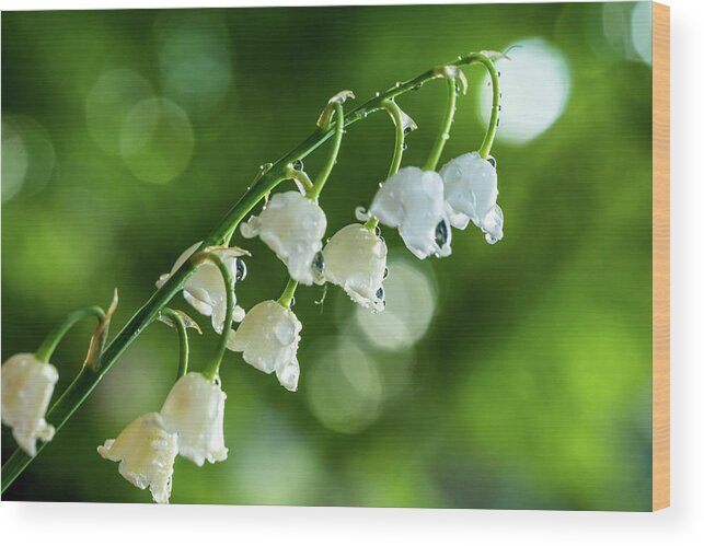 Lily Of The Valley Wood Print featuring the photograph Lily of the Valley by Lilia S