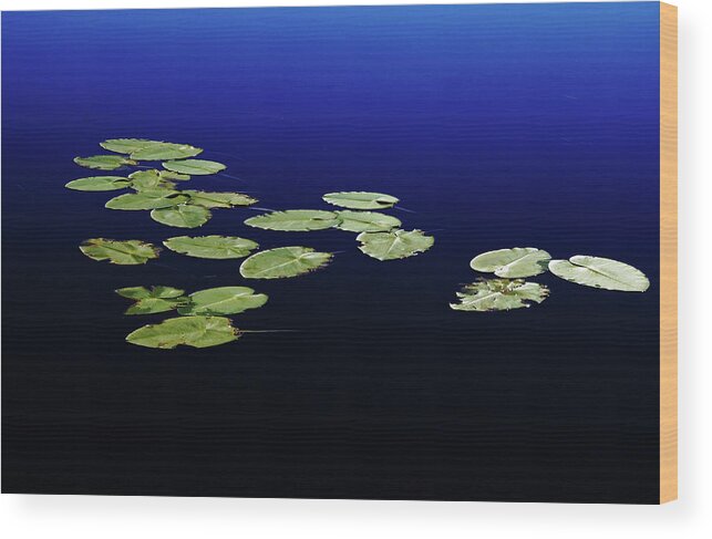 Lily Wood Print featuring the photograph Lily Pads Floating On River by Debbie Oppermann