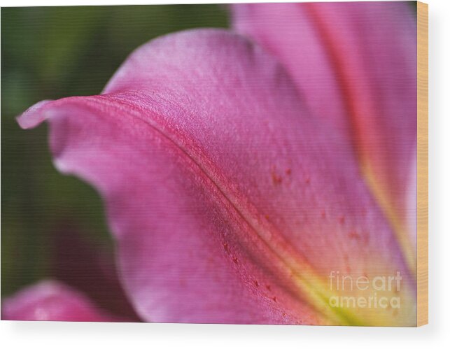 Lily Wings Wood Print featuring the photograph Lily Wings by Joy Watson