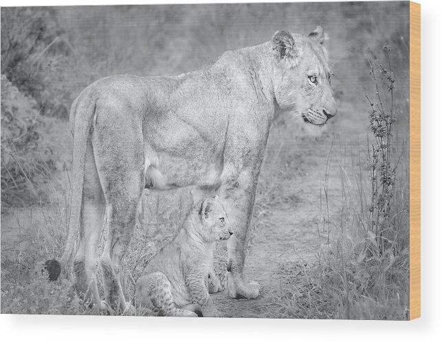 Lions Black And White Wood Print featuring the photograph Lioness and Cub Near Kruger National Park, on the Sabi Sands Reserve by Rebecca Herranen