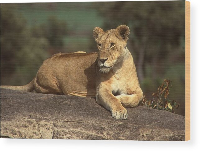 Africa Wood Print featuring the photograph Lioness Sunning Herself by Russel Considine
