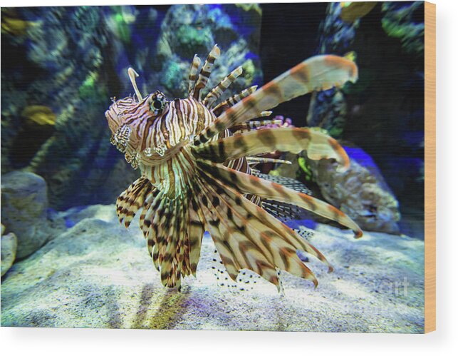 Lion Wood Print featuring the photograph Lionfish in the Water by Beachtown Views