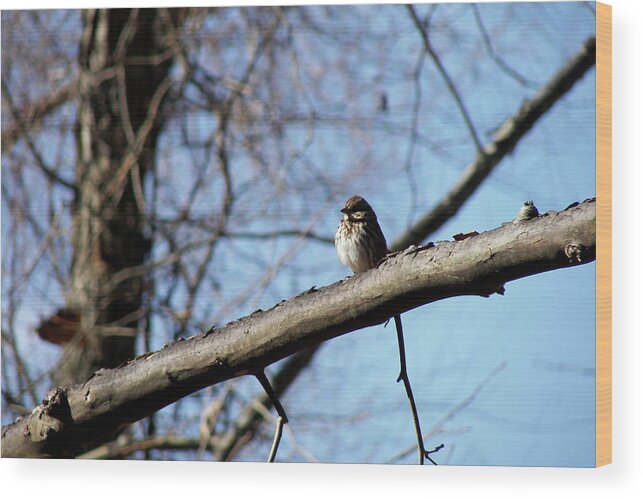 Bare Wood Print featuring the photograph Little Birdie by Jamart Photography