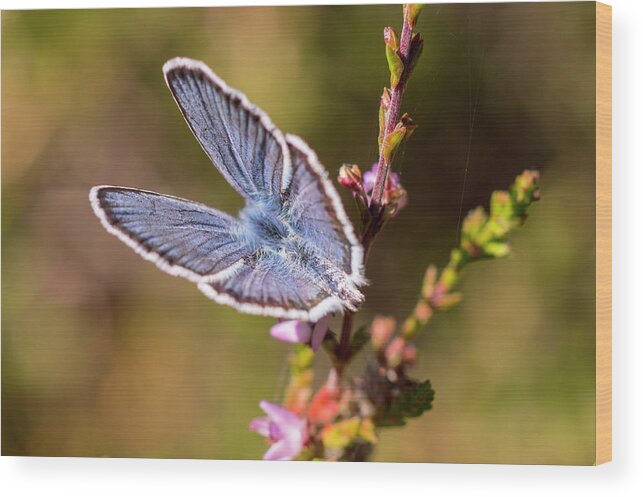 Butterfly Wood Print featuring the photograph Little Blue Wings by Maria Dimitrova
