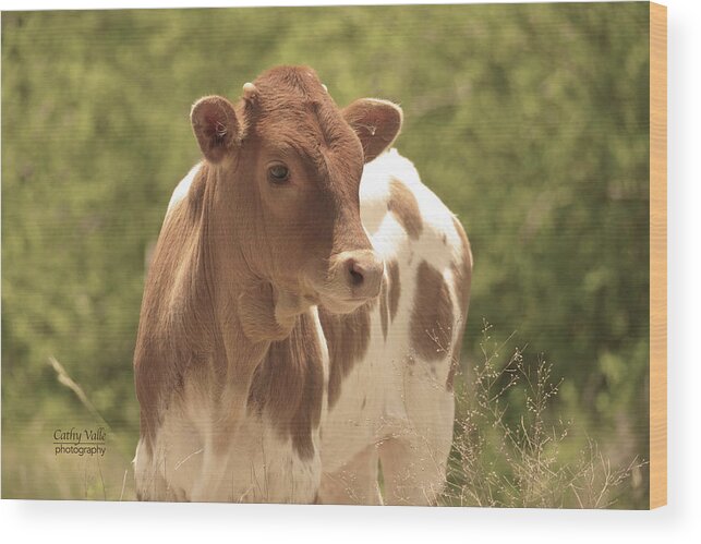 Wall Art Wood Print featuring the photograph Little longhorn calf print by Cathy Valle