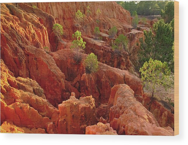 Algarve Wood Print featuring the photograph Little Pine Trees Growing on the Valley Cliffs by Angelo DeVal