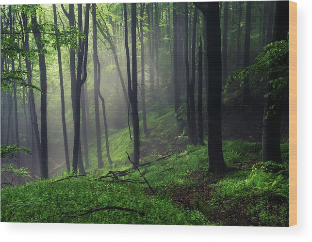 Mist Wood Print featuring the photograph Living Forest by Evgeni Dinev